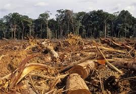 تصویر از بحران خاموشی به نام جنگل‌زدایی