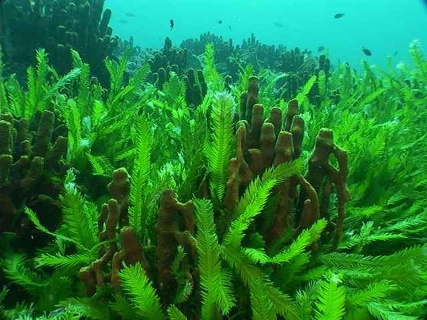 تصویر از تولید سوخت از جلبک دریایی