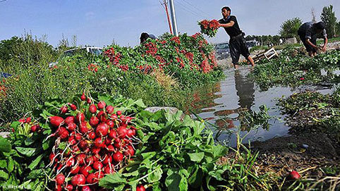 تصویر از آبیاری مزارع جنوب تهران با فاضلاب در نقطه بحران