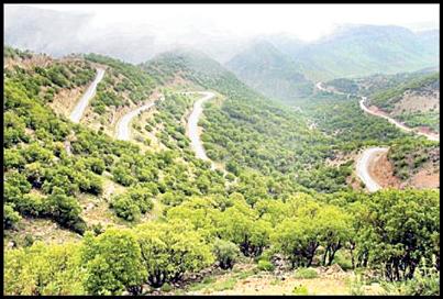 تصویر از جنگل‌هاى زاگرس در خطر نابودی