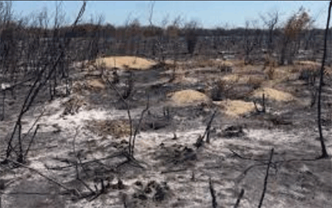 تصویر از 200 هکتار از جنگل‌های میانکاله در آتش سوخت