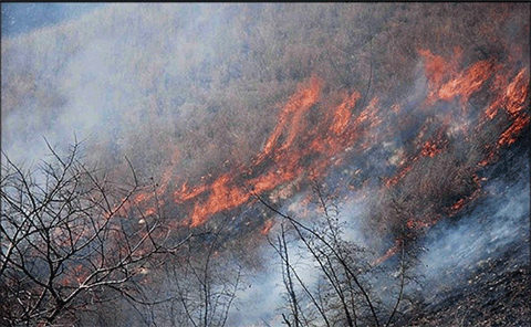 تصویر از مرثیه‌ای برای بلوط‌های اورامان