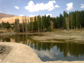 تصویر از امکان پاکسازی آب از آلاینده‌ها به کمک کشت درختان