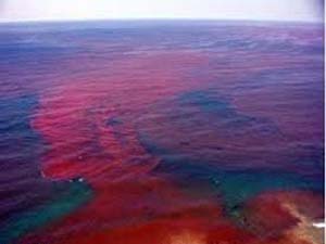 تصویر از پساب‌های صنعتی عامل کشند قرمز در خلیج فارس