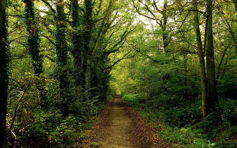 تصویر از چراغ سبز «بهارستان» به بهره‌برداران جنگل های شمال