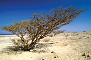 تصویر از 40 هکتار کانون ریزگرد خوزستان به زیر آب می‌رود