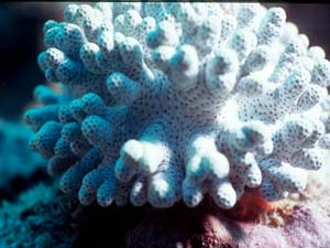 تصویر از پدیده سفیدشدگی در دیواره بزرگ مرجانی استرالیا