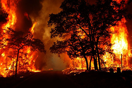 تصویر از ۶۰۰ آتش‌سوزی جنگلی در 4 ماه!