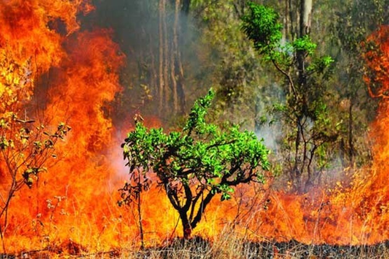 تصویر از علت آتش‌سوزی جنگل‌های کبیرکوه مشخص نیست