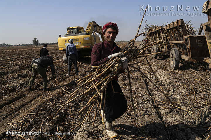 تصویر از شرکت نیشکر به تعهداتش پایبند نیست