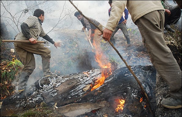 تصویر از برخی به‌دلیل «دشمنی با نهاد یا سازمانی» جنگل‌ آتش می‌زنند