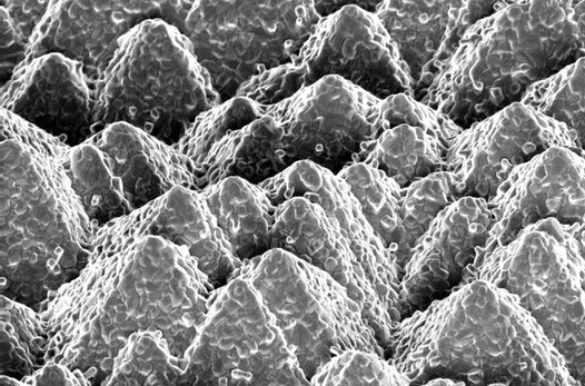 تصویر از سلول های خورشیدی با ترکیب سیلیکون و پرووسکیت رکورد بهره وری 25.2 درصد را زده اند