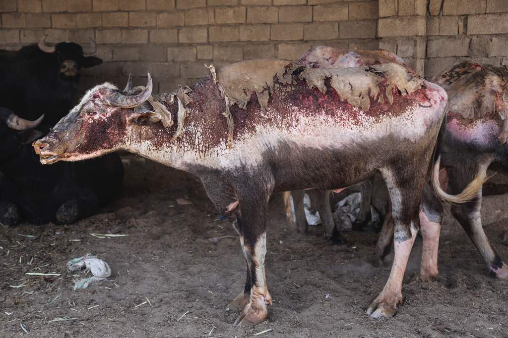 تصویر از پشت پرده سوختن گاومیش ها در هورالعظیم سوختن گاومیش ها پیش از آتش سوزی هورالعظیم