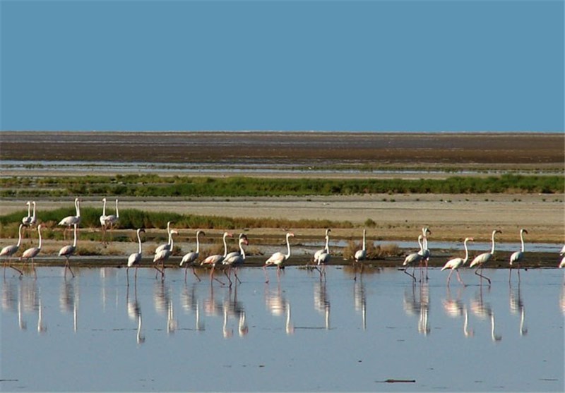 تصویر از امسال ۶۰ میلیون مترمکعب آب به تالاب گاوخونی اختصاص یافته است