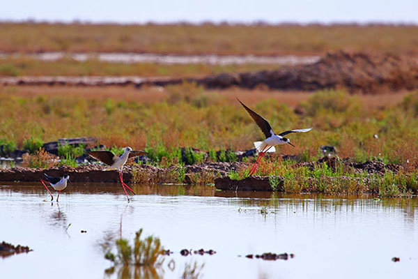 تصویر از مدیریت زیست بومی تالاب آق گل ملایر تدوین می شود