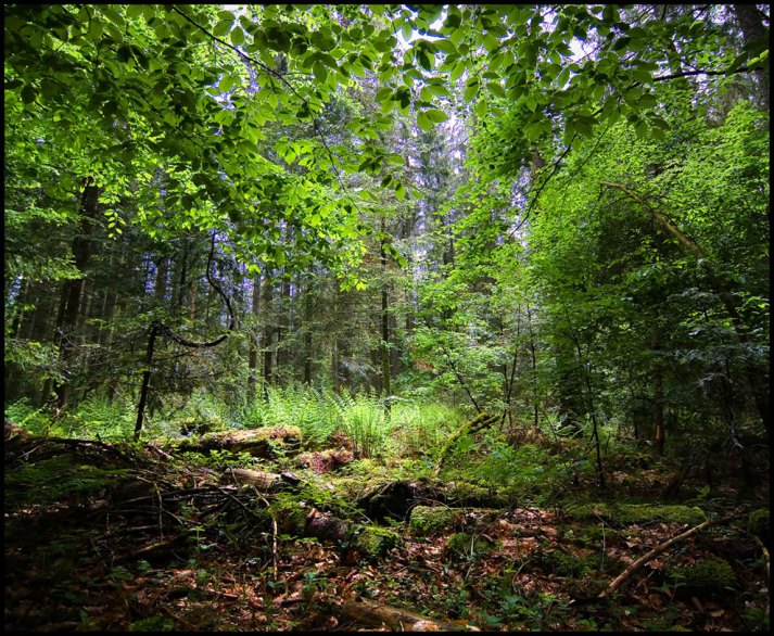 تصویر از تغییرات اقلیم؛ بزرگ‌ترین فاجعه قرن برای جنگل‌های آلمان