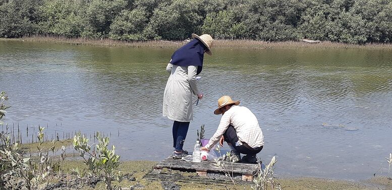 تصویر از نمونه‌ برداری از آب و رسوب جنگل‌ های مانگرو در نایبند