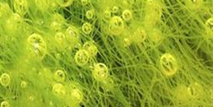 تصویر از کشف جلبک‌ های مضر آب با گوشی‌ های هوشمند
