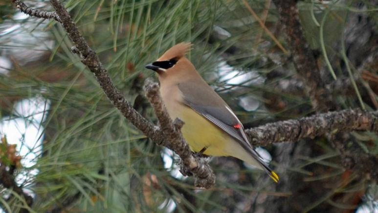 تصویر از تغییرات اقلیمی باعث «کوچک شدن» پرندگان شده است