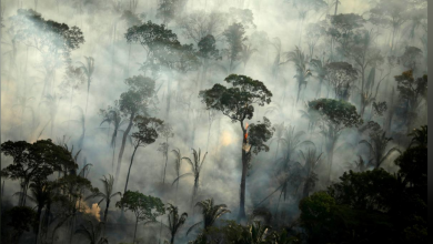 تصویر از ثبت هزار مورد حریق جنگل های آمازون فقط در یک روز