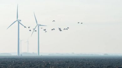 تصویر از کاهش 70% مرگ و میر پرندگان با سیاه کردن پره توربین بادی