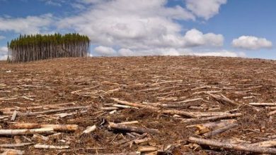 تصویر از 50 درصد افزایش جذب کربن جنگل ها با کاشت درخت