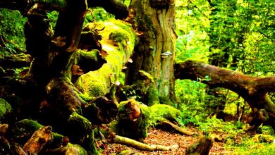 تصویر از جمعیت گونه های مختلف حیات در زمین ۶۸ درصد کم شده است