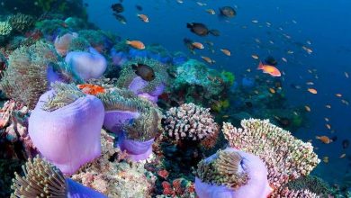 تصویر از اثرات مخرب تغییرات اقلیمی این بار در مدیترانه و بر مرجان ها