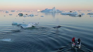 تصویر از بررسی اثرات تغییرات اقلیم بر حیات وحش شمالگان با دی ان ای محیط زیست