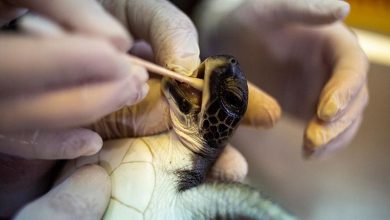 تصویر از لاک‌پشت‌های مسموم شده بر اثر آلودگی نفتی را سس مایونز نجات داد