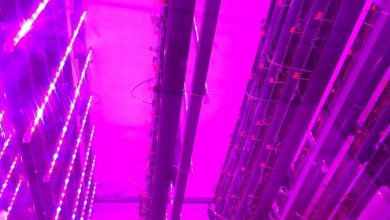 تصویر از صرفه‌جویی 90 درصدی در مصرف آب کشاورزی با اجرای طرح گلخانه تاریک