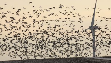 تصویر از بایدن جریمه‌ تلف شدن پرندگان در مزارع بادی را اجرا می کند