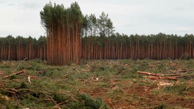تصویر از تخریب یک زمین فوتبال جنگل در هر سه ثانیه
