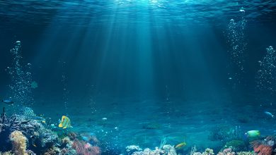 تصویر از استاندارد کیفیت آب دریاهای ایران ابلاغ شد