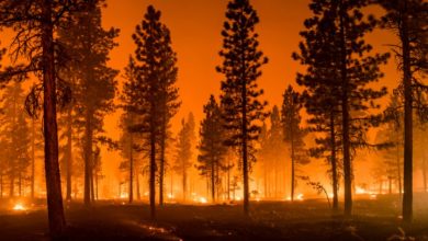 تصویر از ثبت ماه جولای به عنوان داغترین ماه زمین