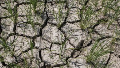 تصویر از کنترل تنش آبی با شیرینسازی آب دریا