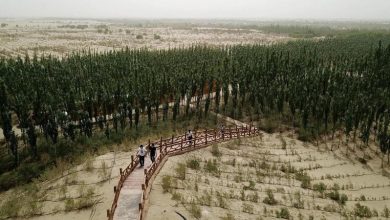 تصویر از احداث سالانه 36 هزار کیلومتر مربع جنگل در چین تا سال 2025