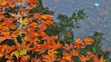 تصویر از بسته شدن پرونده سال آبی با 157 میلیمتر بارش