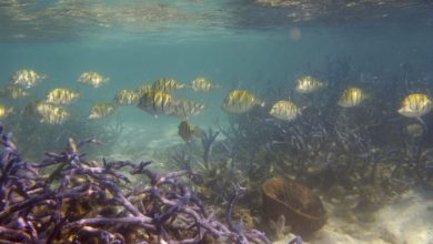 تصویر از کاهش 50 درصدی توانایی سواحل مرجانی در تولید غذا و حفاظت از اقلیم