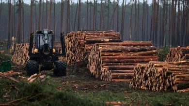 تصویر از اجرای برنامه سه ساله کاشت یک میلیارد درخت در اوکراین برای احیای جنگل ها