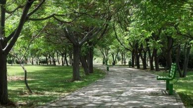 تصویر از احداث دو پارک جنگلی بین ایران و عراق برای کنترل ریزگردها