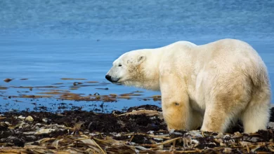 تصویر از تغییرات اقلیمی و دولتهای پاسخگو