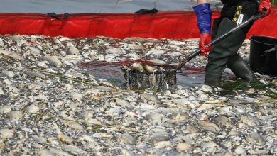 تصویر از مرگ صدها تُن ماهی در رودخانه‌ای در مرز آلمان و لهستان