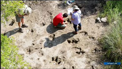 تصویر از خشکسالی در تگزاس باعث کشف ردپای دایناسور ۱۱۳ میلیون ساله شد