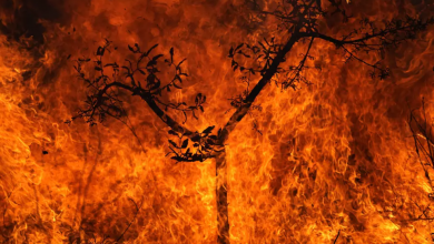 تصویر از ورود انسان به عصر جدید امواج گرما و آتش‌سوزی جنگل‌ها