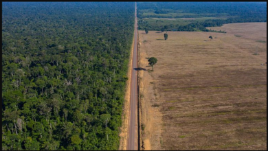 تصویر از اقدام اتحادیه اروپا برای ممنوعیت واردات کالاهای حاصل از جنگل‌زدایی