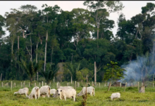 تصویر از بیش از ۸۰۰ میلیون درخت آمازون برای پاسخگویی به تقاضای بازار گوشت‌ قطع شدند