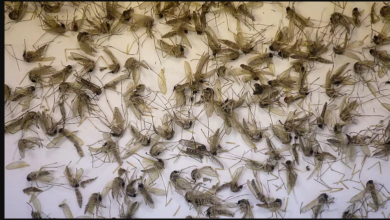 تصویر از حشره‌کش‌ها عمر پشه‌های ناقل ویروس نیل غربی را طولانی‌تر کرده است