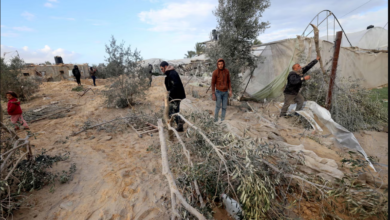 تصویر از اکوساید در غزه: آیا تخریب محیط زیست جنایت جنگی است؟