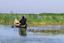 تصویر از تالاب‏‌ها محرمانه شدند